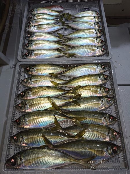 エンペラー 釣果