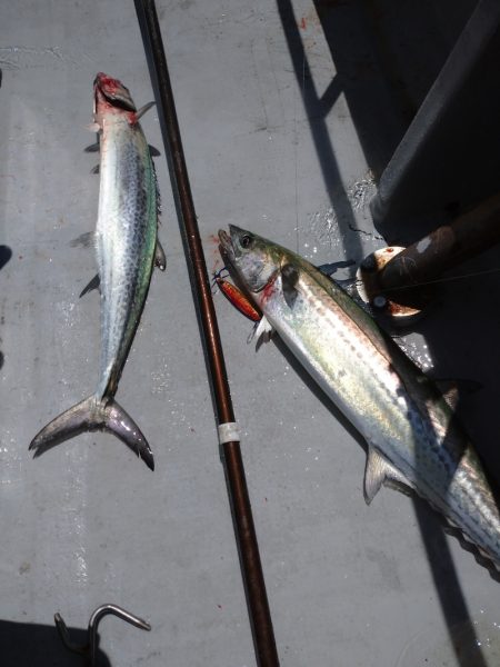 ありもと丸 釣果