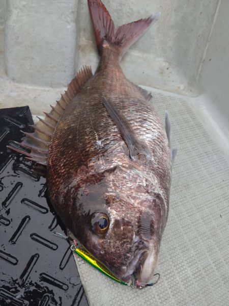 神海丸 釣果