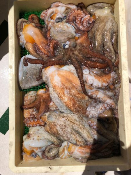 Ｖ−７ West 釣果