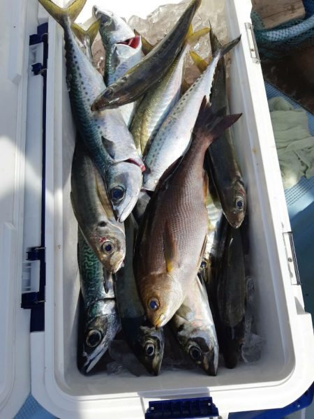 清和丸 釣果