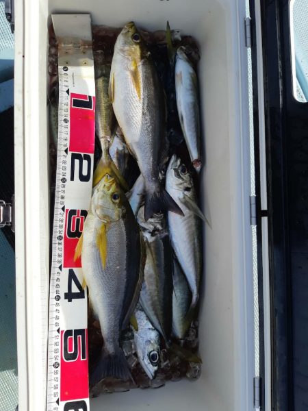 清和丸 釣果