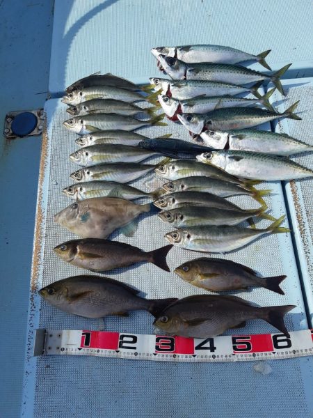 清和丸 釣果