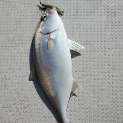bay style 釣果