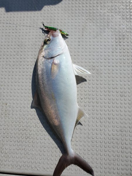 bay style 釣果
