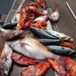 ブルースフィッシングサービス 釣果