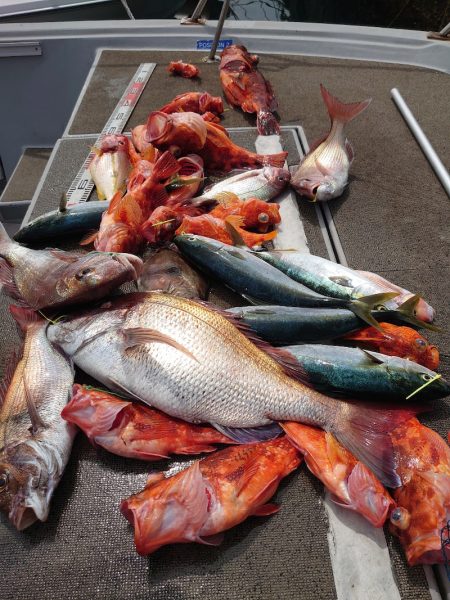 ブルースフィッシングサービス 釣果