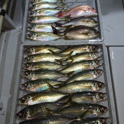 エンペラー 釣果