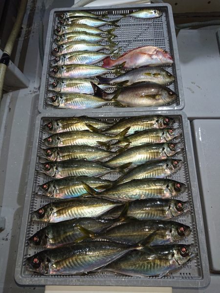 エンペラー 釣果