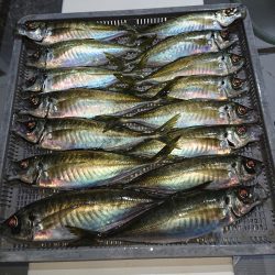 エンペラー 釣果