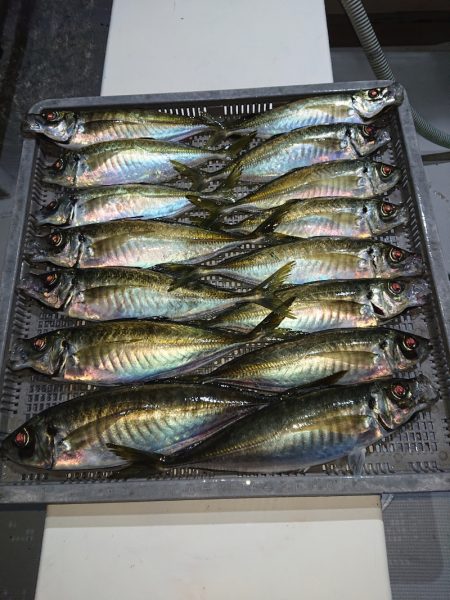 エンペラー 釣果