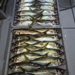 エンペラー 釣果