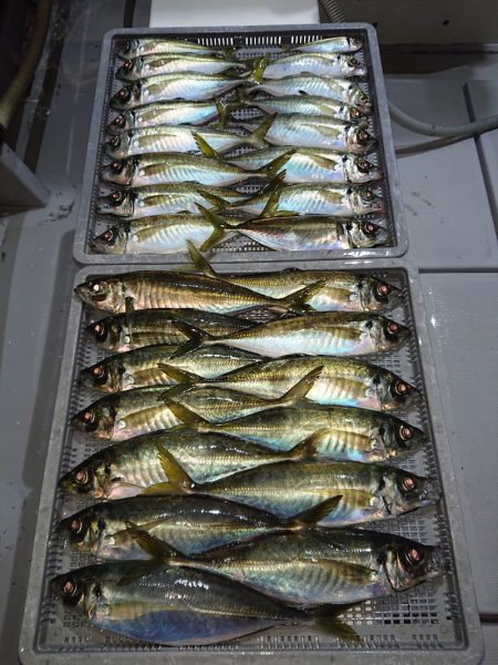 エンペラー 釣果