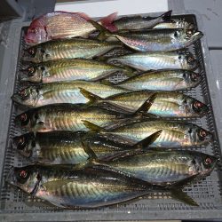 エンペラー 釣果