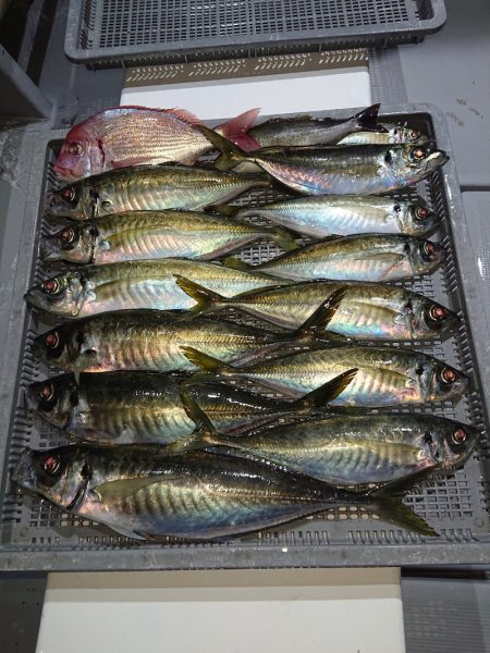 エンペラー 釣果