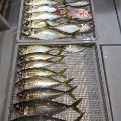 エンペラー 釣果