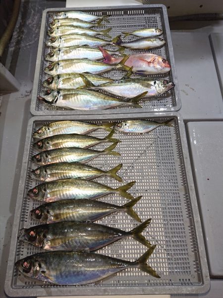 エンペラー 釣果