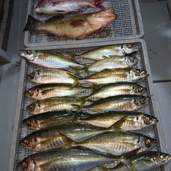 エンペラー 釣果