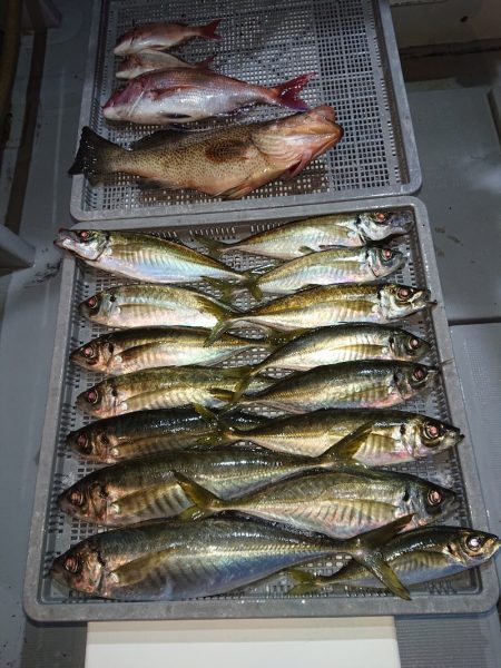 エンペラー 釣果