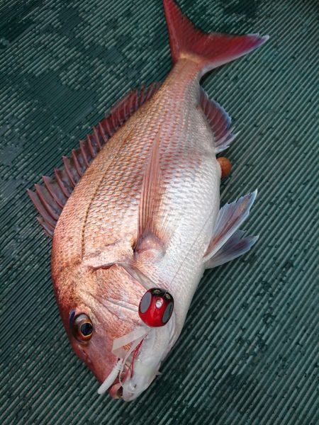 鷹王丸 釣果