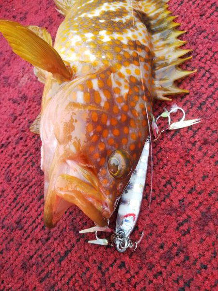 光生丸 釣果