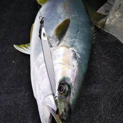 光生丸 釣果