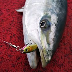 光生丸 釣果
