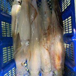 海龍丸（石川） 釣果