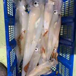 海龍丸（石川） 釣果