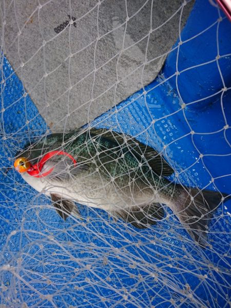 清和丸 釣果