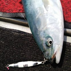光生丸 釣果