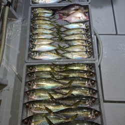 エンペラー 釣果