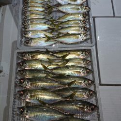 エンペラー 釣果