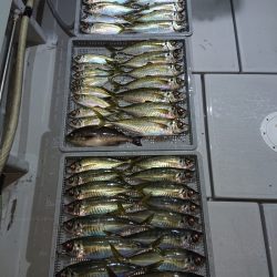 エンペラー 釣果