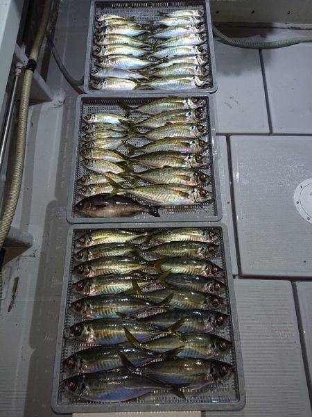 エンペラー 釣果