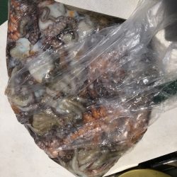 Ｖ−７ West 釣果