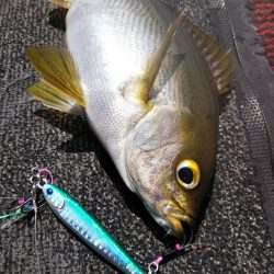 光生丸 釣果
