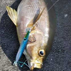 光生丸 釣果