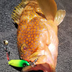光生丸 釣果