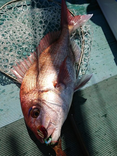 鷹王丸 釣果