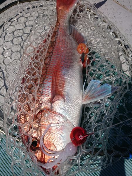 鷹王丸 釣果