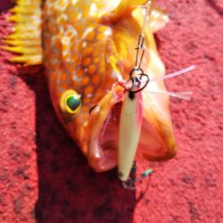光生丸 釣果