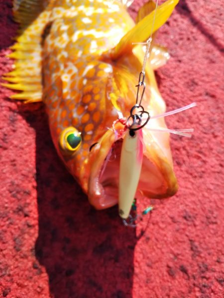 光生丸 釣果