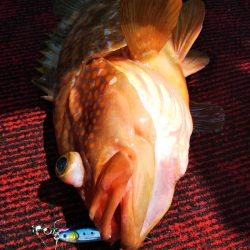 光生丸 釣果