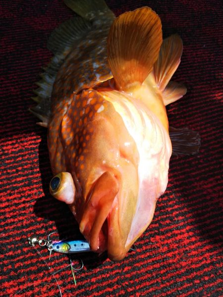 光生丸 釣果