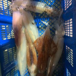 海龍丸（石川） 釣果