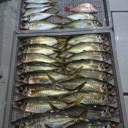 エンペラー 釣果