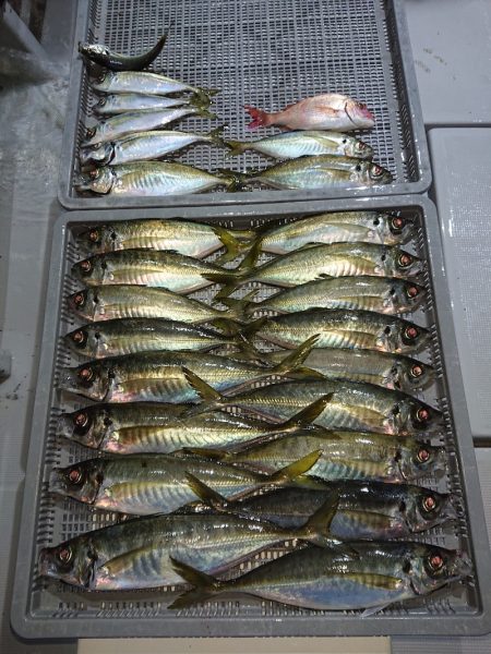 エンペラー 釣果