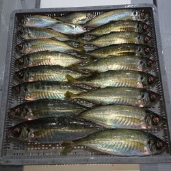 エンペラー 釣果