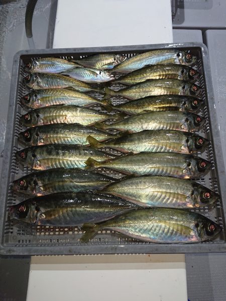 エンペラー 釣果